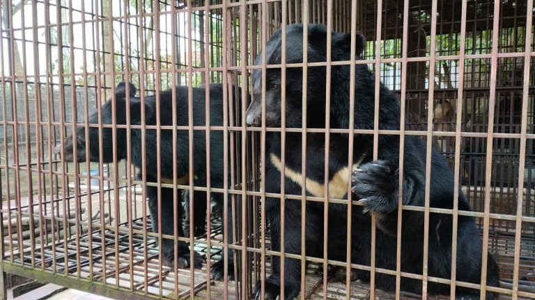 Kêu gọi chấm dứt tình trạng nuôi nhốt gấu tại Hà Nội
