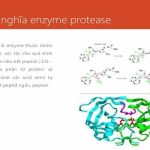Enzyme thủy phân protein và phân giải protein là gì?