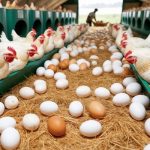 Hướng dẫn kỹ thuật chăn nuôi gà đẻ trứng
