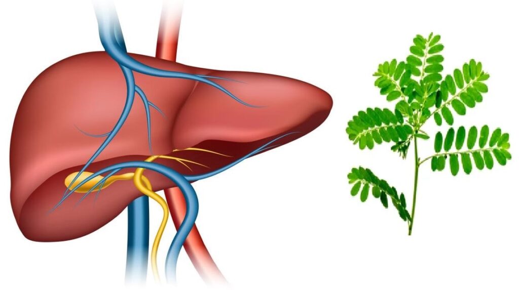 Cây diệp hạ châu đắng chữa bệnh gì?