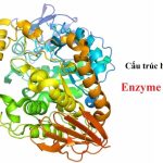 Có thể bạn không biết tổng quan về Amylase