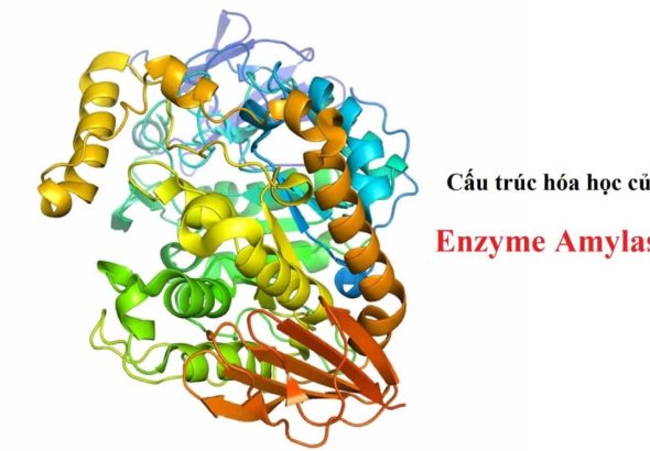Có thể bạn không biết tổng quan về Amylase