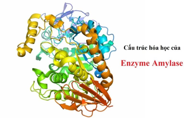 Có thể bạn không biết tổng quan về Amylase